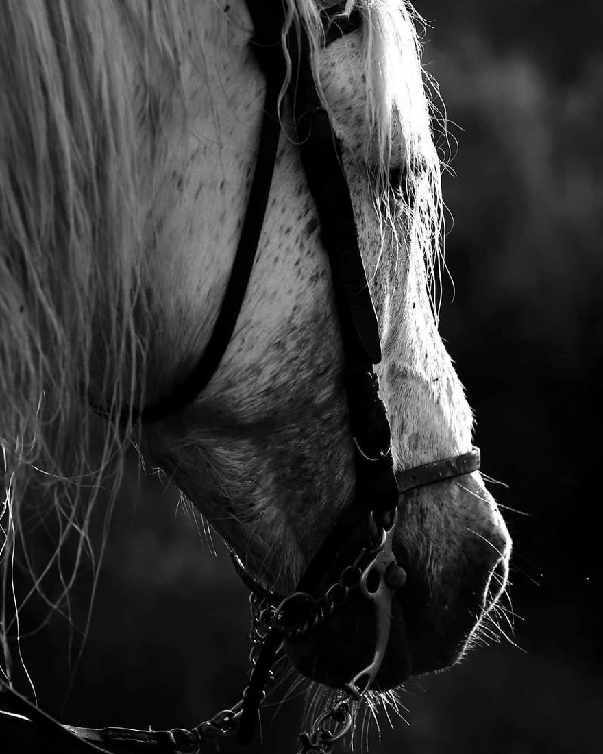 This Russian Photographer Travels To Dangerous Places To Show The Beauty Of Wildlife