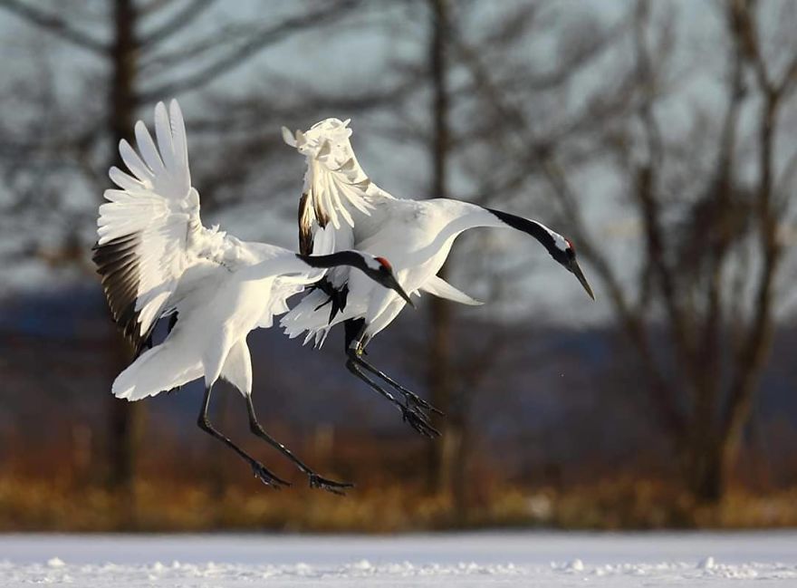 This Russian Photographer Travels To Dangerous Places To Show The Beauty Of Wildlife