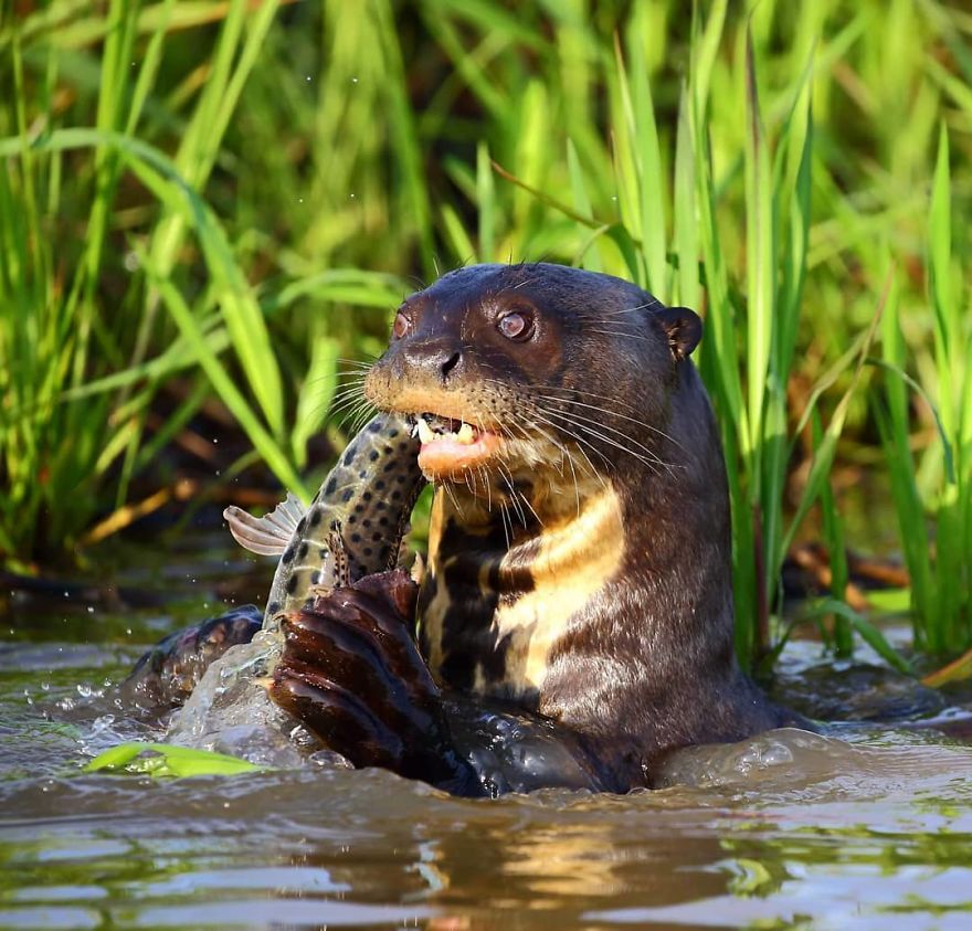 This Russian Photographer Travels To Dangerous Places To Show The Beauty Of Wildlife