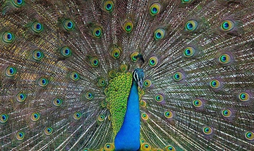 This Russian Photographer Travels To Dangerous Places To Show The Beauty Of Wildlife