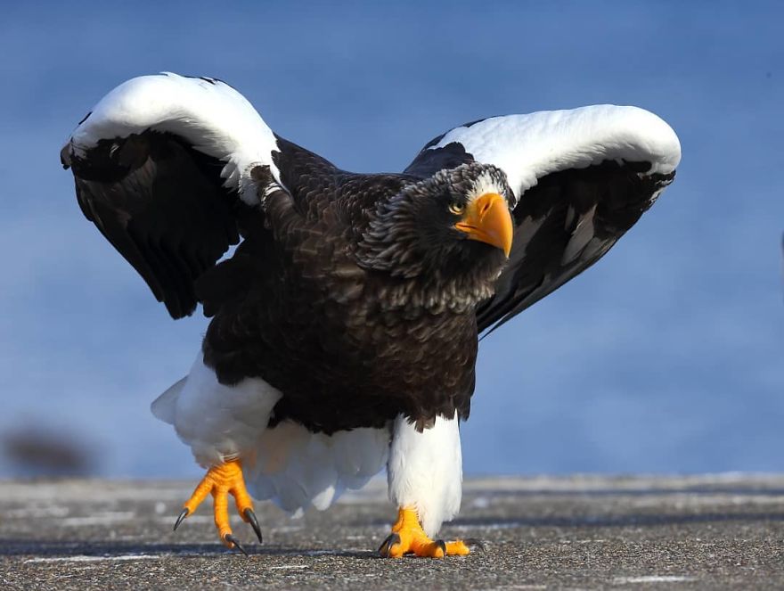 This Russian Photographer Travels To Dangerous Places To Show The Beauty Of Wildlife