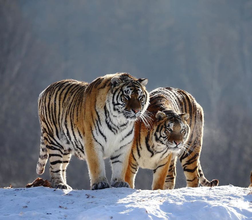 This Russian Photographer Travels To Dangerous Places To Show The Beauty Of Wildlife