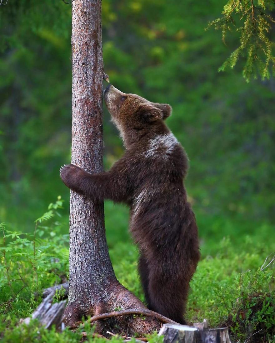 This Russian Photographer Travels To Dangerous Places To Show The Beauty Of Wildlife