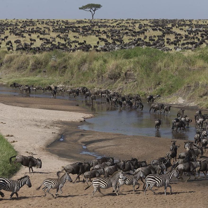 This Russian Photographer Travels To Dangerous Places To Show The Beauty Of Wildlife