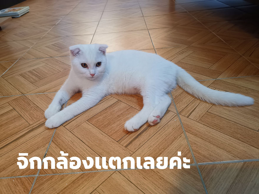 Thai Woman Uses Turmeric For Her Cat's Fungal Infection, And The Cat Accidentally Turns Yellow (12 Pics)