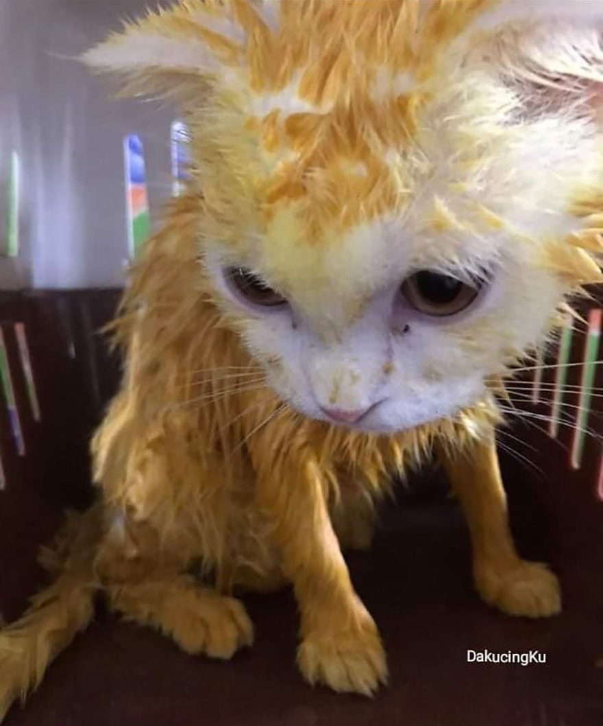 Thai Woman Uses Turmeric For Her Cat's Fungal Infection, And The Cat Accidentally Turns Yellow (12 Pics) Thai Woman Uses Turmeric For Her Cat's Fungal Infection, And The Cat Accidentally Turns Yellow (12 Pics)