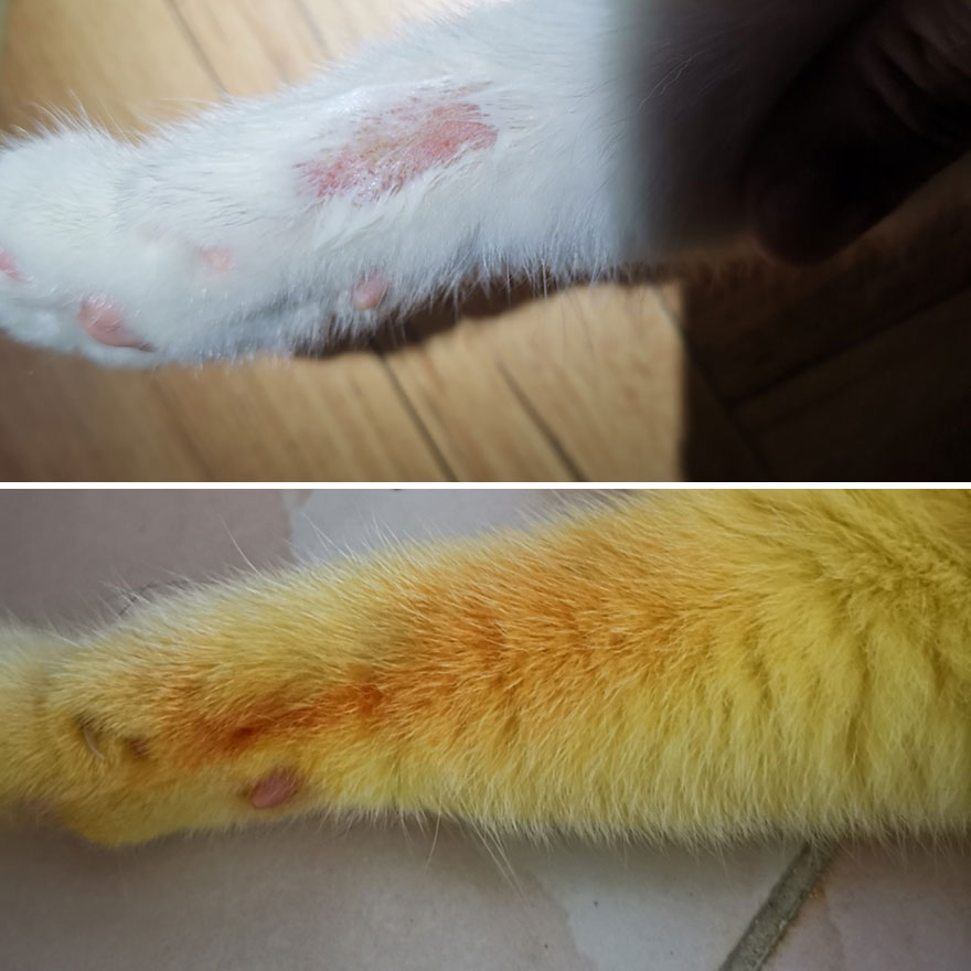 Thai Woman Uses Turmeric For Her Cat's Fungal Infection, And The Cat Accidentally Turns Yellow (12 Pics)