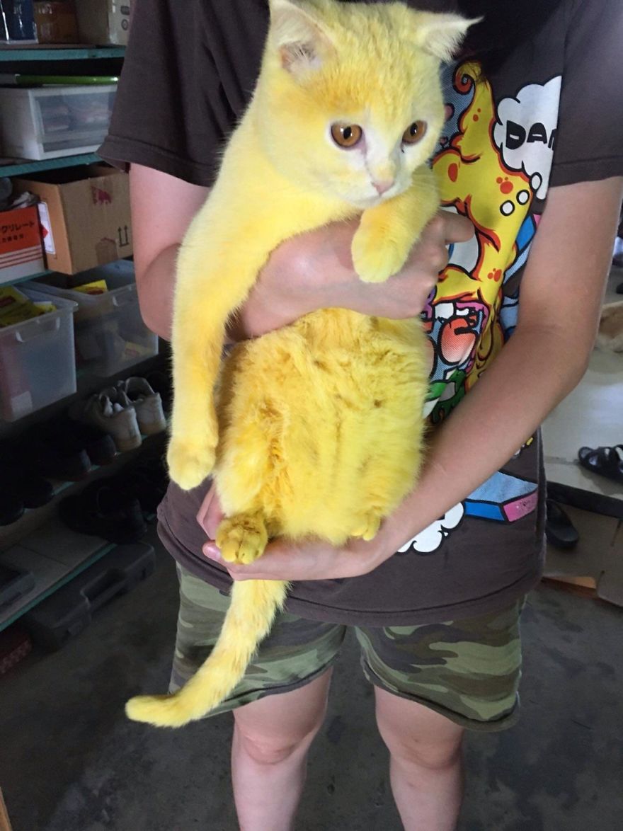 Thai Woman Uses Turmeric For Her Cat's Fungal Infection, And The Cat Accidentally Turns Yellow (12 Pics)