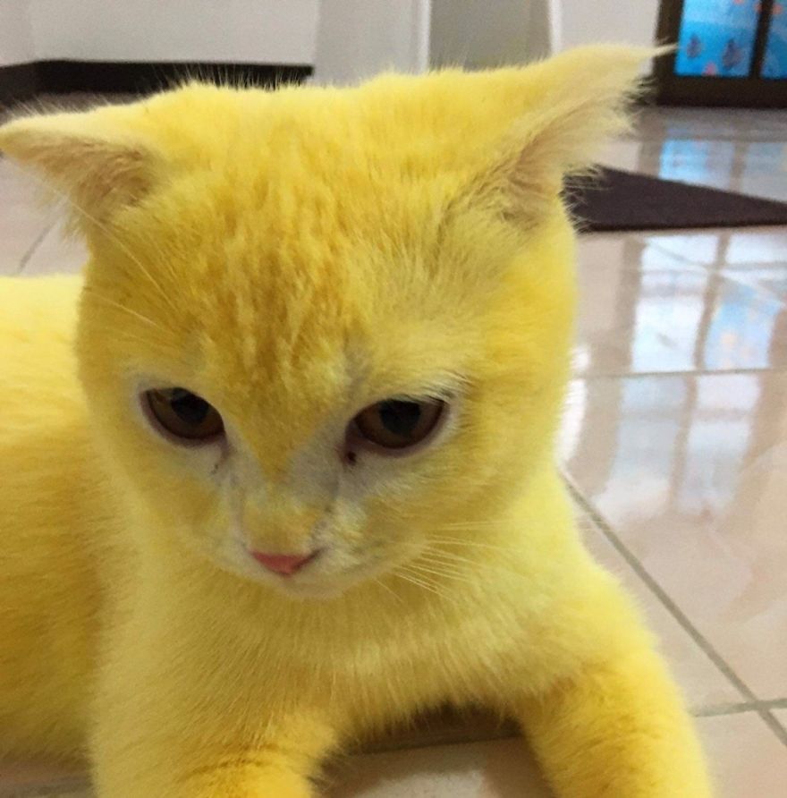 Thai Woman Uses Turmeric For Her Cat's Fungal Infection, And The Cat Accidentally Turns Yellow (12 Pics) Thai Woman Uses Turmeric For Her Cat's Fungal Infection, And The Cat Accidentally Turns Yellow (12 Pics)