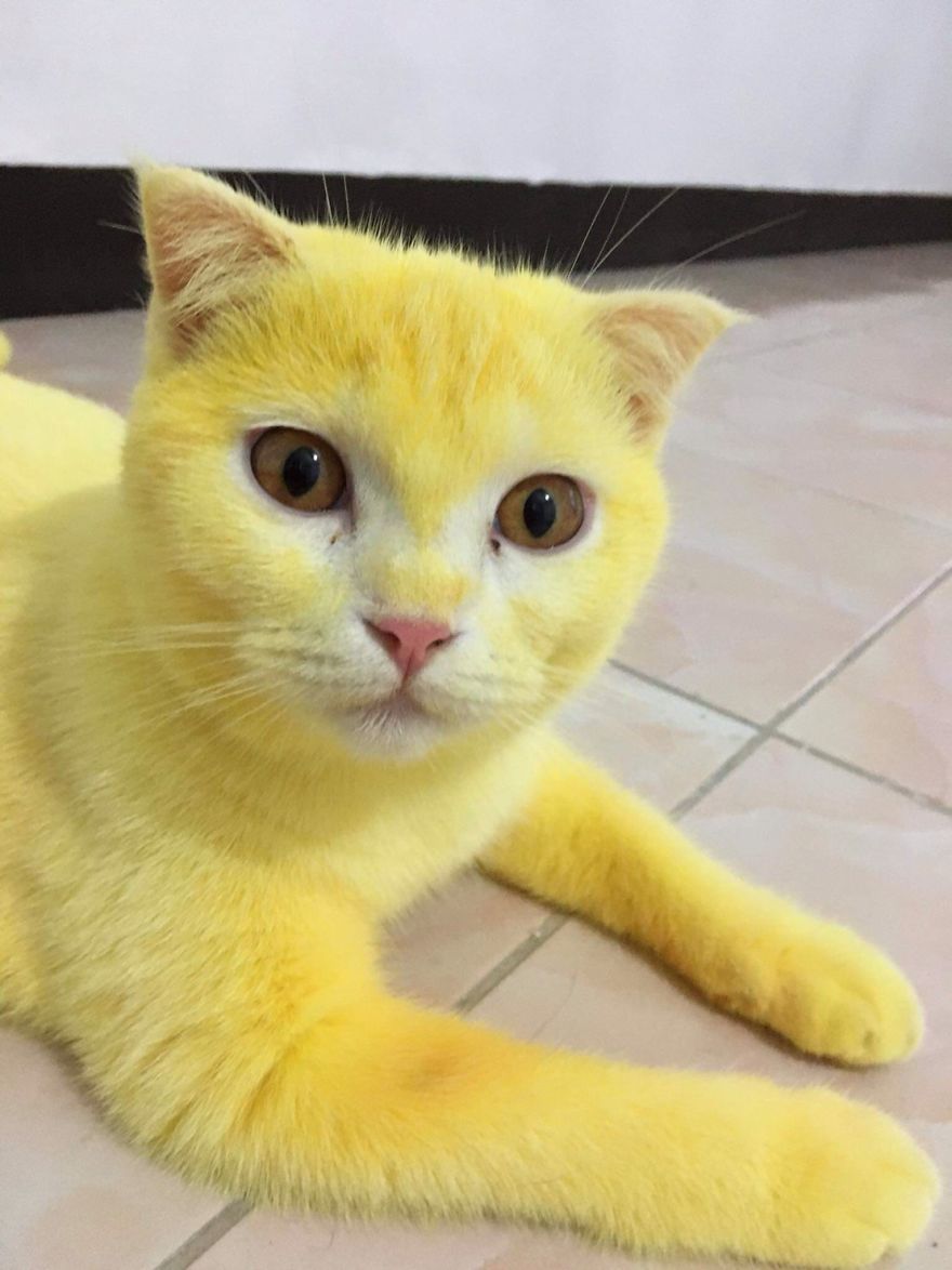 Thai Woman Uses Turmeric For Her Cat's Fungal Infection, And The Cat Accidentally Turns Yellow (12 Pics) Thai Woman Uses Turmeric For Her Cat's Fungal Infection, And The Cat Accidentally Turns Yellow (12 Pics)