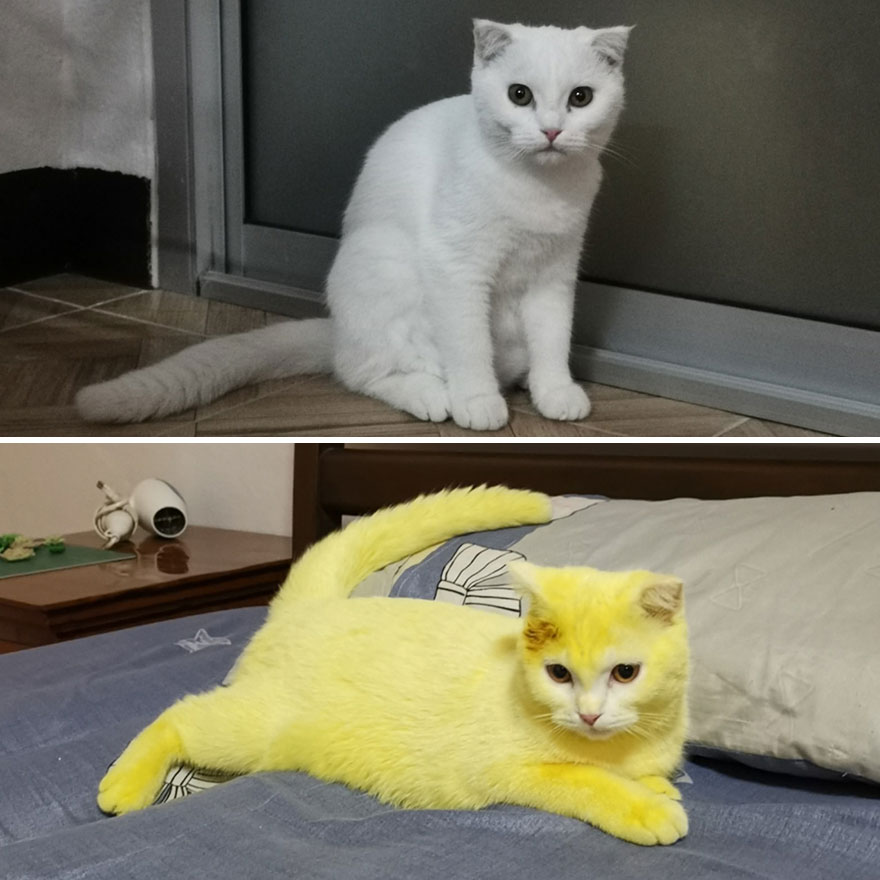 Thai Woman Uses Turmeric For Her Cat's Fungal Infection, And The Cat Accidentally Turns Yellow (12 Pics) Thai Woman Uses Turmeric For Her Cat's Fungal Infection, And The Cat Accidentally Turns Yellow (12 Pics)