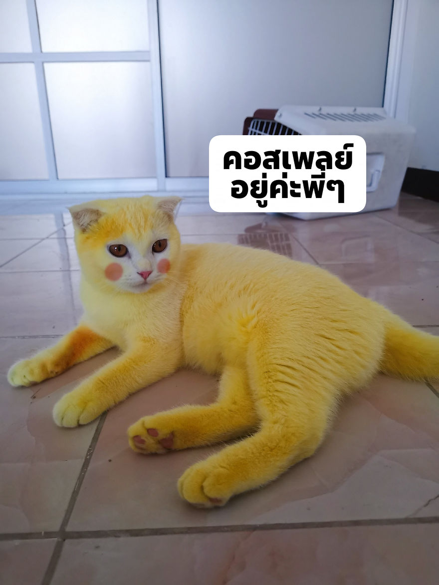 Thai Woman Uses Turmeric For Her Cat's Fungal Infection, And The Cat Accidentally Turns Yellow (12 Pics) Thai Woman Uses Turmeric For Her Cat's Fungal Infection, And The Cat Accidentally Turns Yellow (12 Pics)