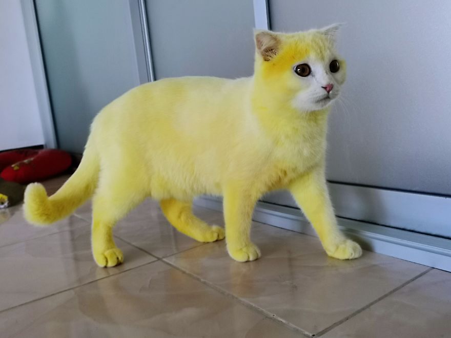 Thai Woman Uses Turmeric For Her Cat's Fungal Infection, And The Cat Accidentally Turns Yellow (12 Pics)