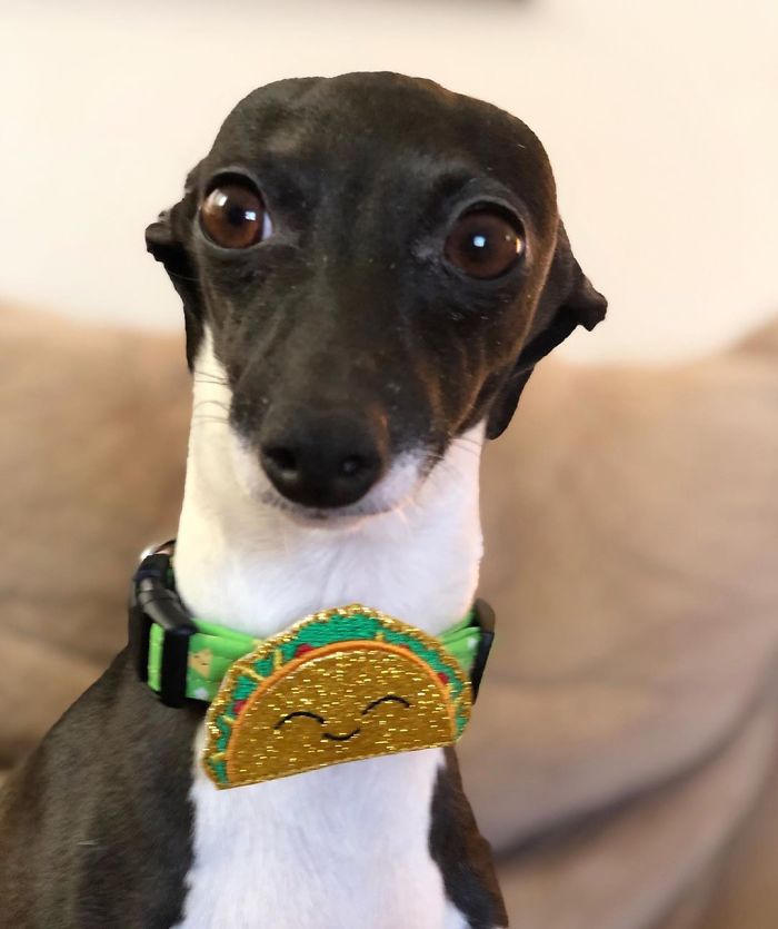 This Dog Is Gaining The Internet Because Of Its Delicious Human Expressions