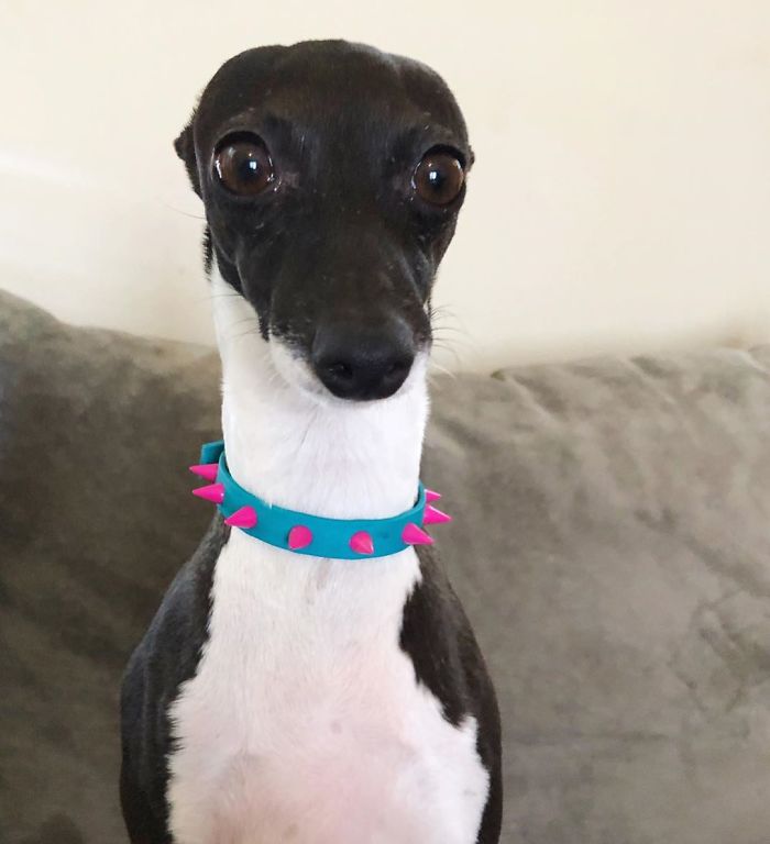 This Dog Is Gaining The Internet Because Of Its Delicious Human Expressions