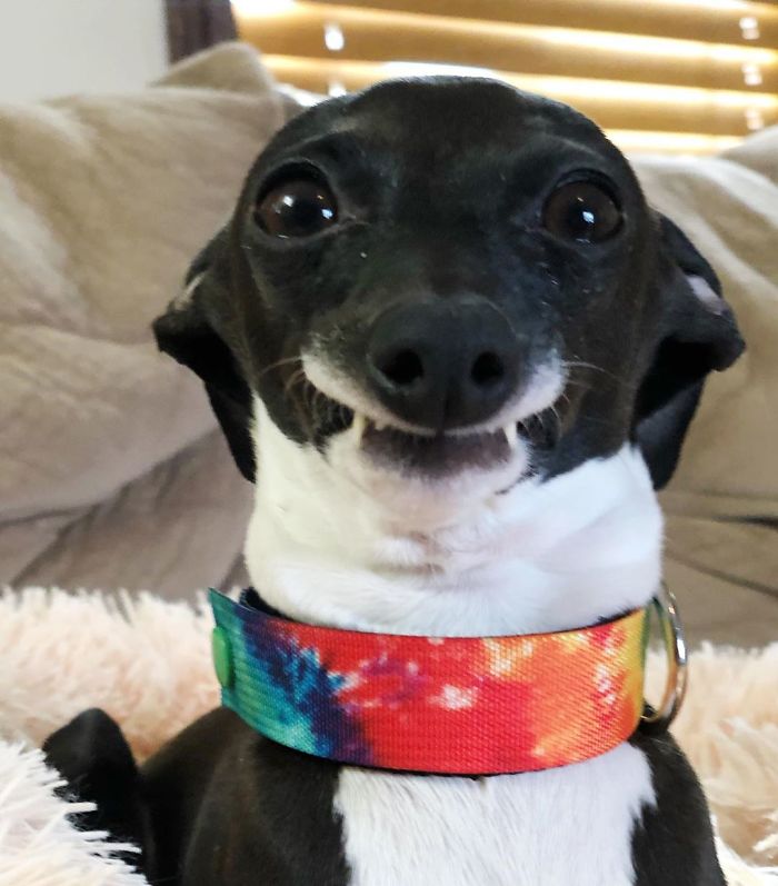 This Dog Is Gaining The Internet Because Of Its Delicious Human Expressions