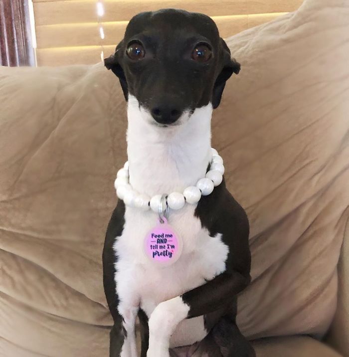 This Dog Is Gaining The Internet Because Of Its Delicious Human Expressions