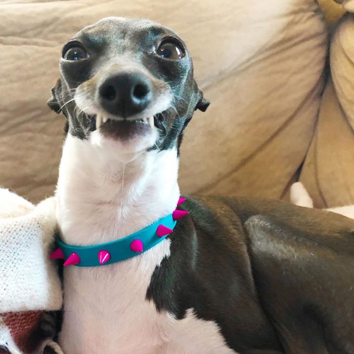 This Dog Is Gaining The Internet Because Of Its Delicious Human Expressions