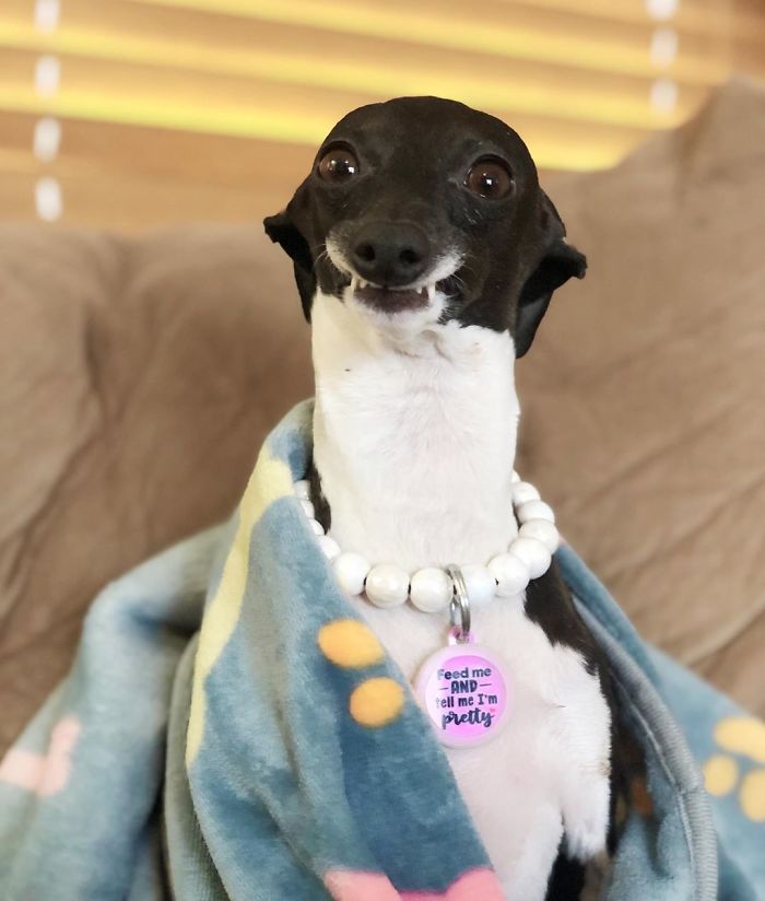 This Dog Is Gaining The Internet Because Of Its Delicious Human Expressions