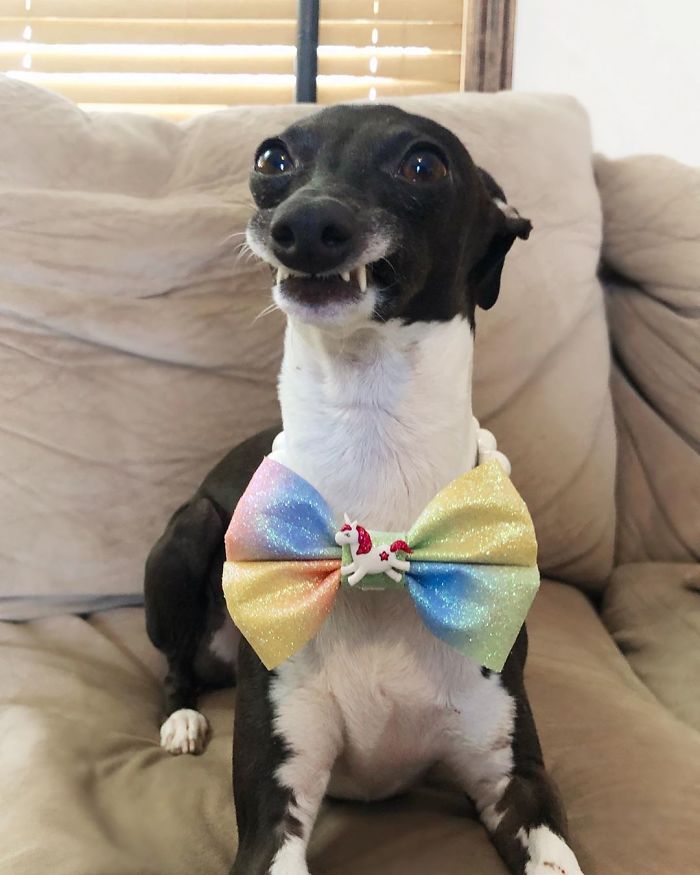 This Dog Is Gaining The Internet Because Of Its Delicious Human Expressions