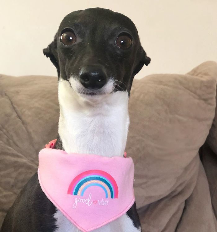 This Dog Is Gaining The Internet Because Of Its Delicious Human Expressions