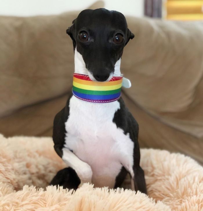 This Dog Is Gaining The Internet Because Of Its Delicious Human Expressions