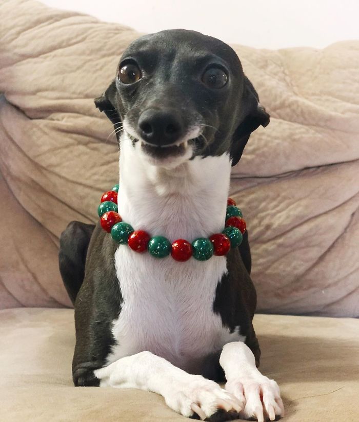 This Dog Is Gaining The Internet Because Of Its Delicious Human Expressions