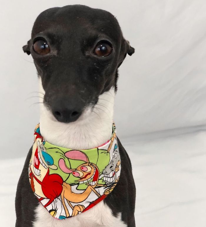 This Dog Is Gaining The Internet Because Of Its Delicious Human Expressions