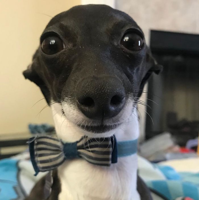 This Dog Is Gaining The Internet Because Of Its Delicious Human Expressions