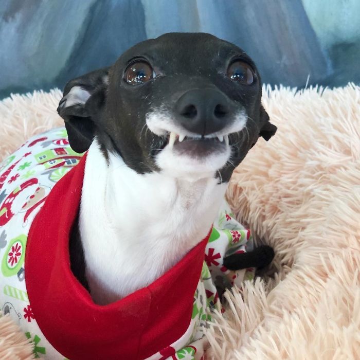 This Dog Is Gaining The Internet Because Of Its Delicious Human Expressions