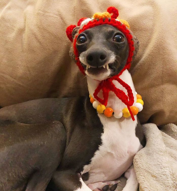This Dog Is Gaining The Internet Because Of Its Delicious Human Expressions