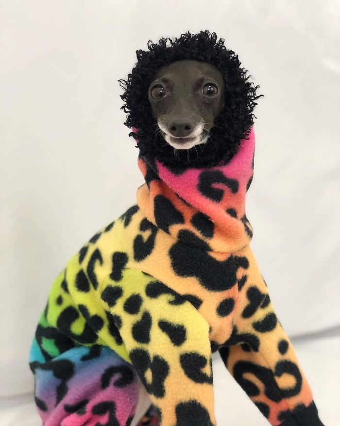 This Dog Is Gaining The Internet Because Of Its Delicious Human Expressions