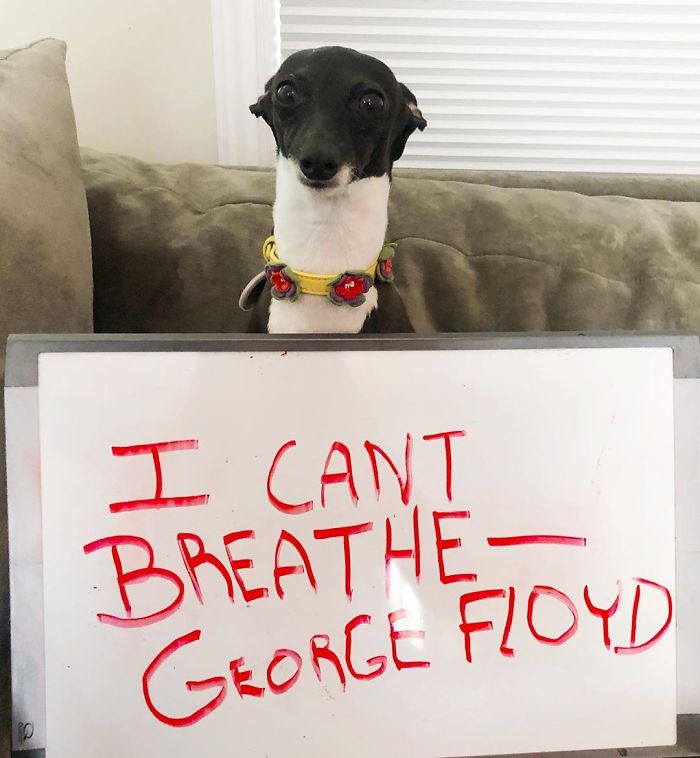 This Dog Is Gaining The Internet Because Of Its Delicious Human Expressions