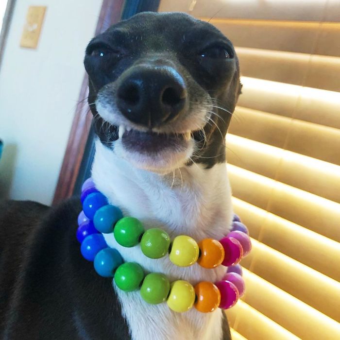 This Dog Is Gaining The Internet Because Of Its Delicious Human Expressions