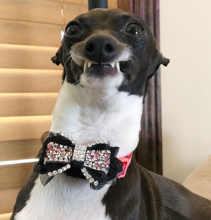 This Dog Is Gaining The Internet Because Of Its Delicious Human Expressions