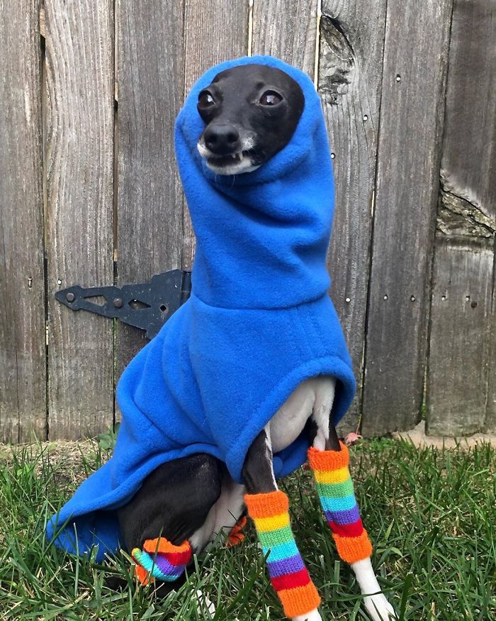 This Dog Is Gaining The Internet Because Of Its Delicious Human Expressions