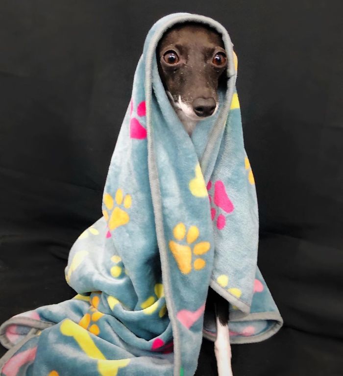 This Dog Is Gaining The Internet Because Of Its Delicious Human Expressions