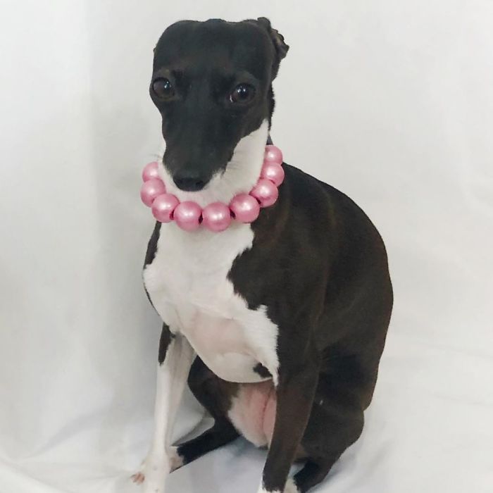 This Dog Is Gaining The Internet Because Of Its Delicious Human Expressions