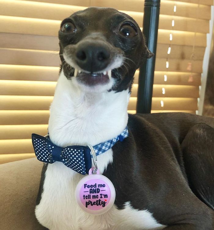 This Dog Is Gaining The Internet Because Of Its Delicious Human Expressions