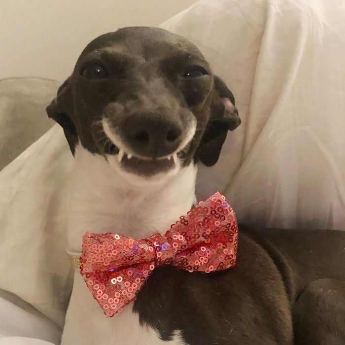This Dog Is Gaining The Internet Because Of Its Delicious Human Expressions