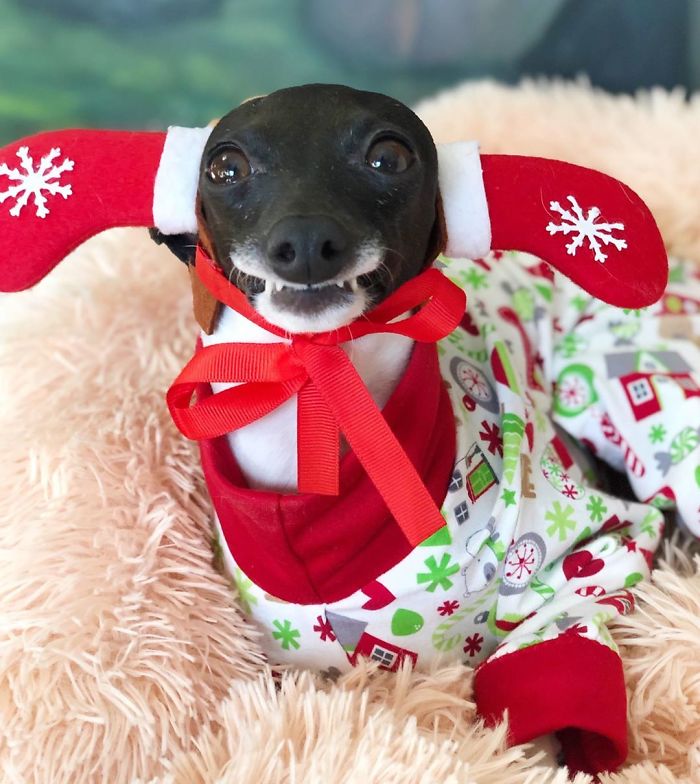 This Dog Is Gaining The Internet Because Of Its Delicious Human Expressions