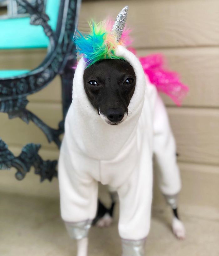 This Dog Is Gaining The Internet Because Of Its Delicious Human Expressions