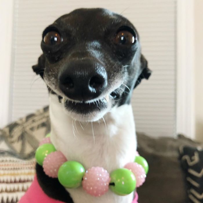 This Dog Is Gaining The Internet Because Of Its Delicious Human Expressions