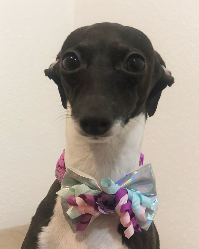 This Dog Is Gaining The Internet Because Of Its Delicious Human Expressions