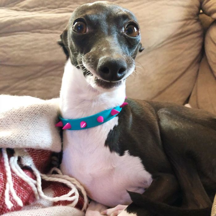 This Dog Is Gaining The Internet Because Of Its Delicious Human Expressions