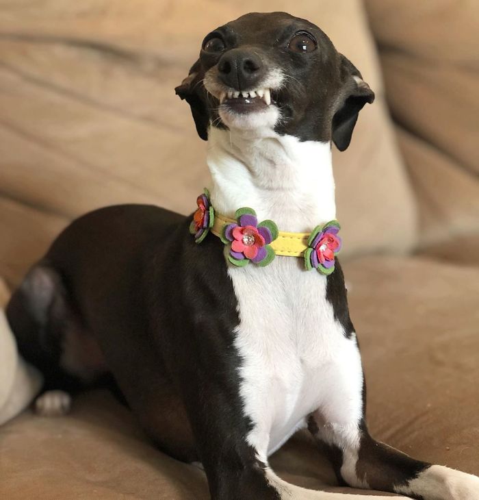 This Dog Is Gaining The Internet Because Of Its Delicious Human Expressions