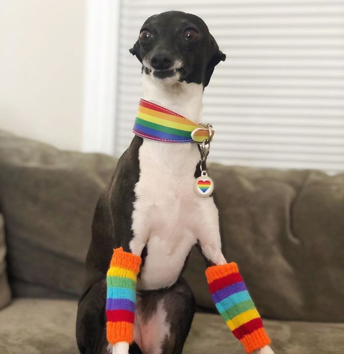 This Dog Is Gaining The Internet Because Of Its Delicious Human Expressions