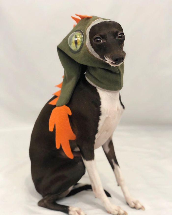 This Dog Is Gaining The Internet Because Of Its Delicious Human Expressions