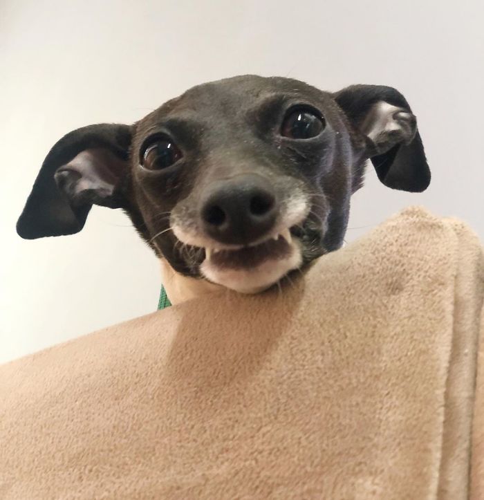 This Dog Is Gaining The Internet Because Of Its Delicious Human Expressions