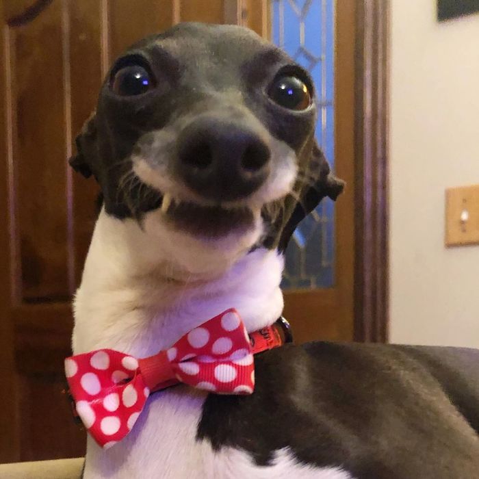 This Dog Is Gaining The Internet Because Of Its Delicious Human Expressions